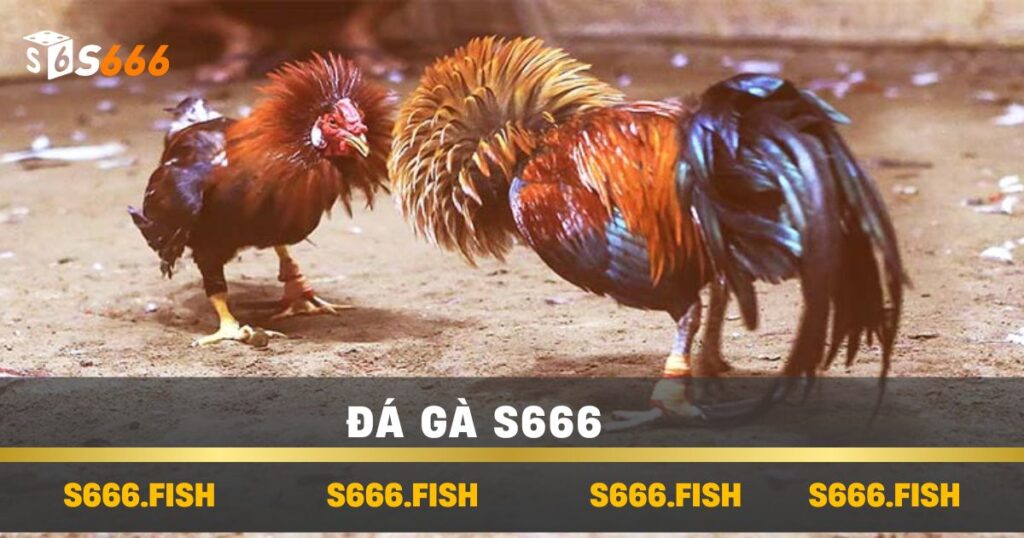 Đá Gà s666 - Cách Tham Gia Và Chiến Thuật Thắng Hiệu Quả 1 Đá Gà s666